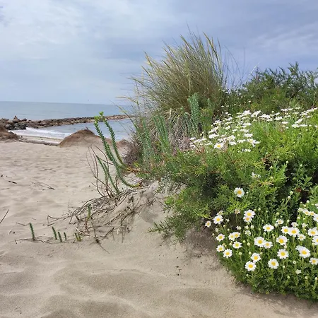 Le Petit Patio Aigues-Mortes