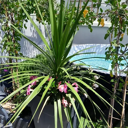 Le Petit Patio Bed and breakfast 3*