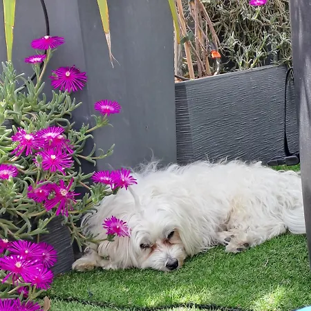 Le Petit Patio Bed and breakfast Aigues-Mortes