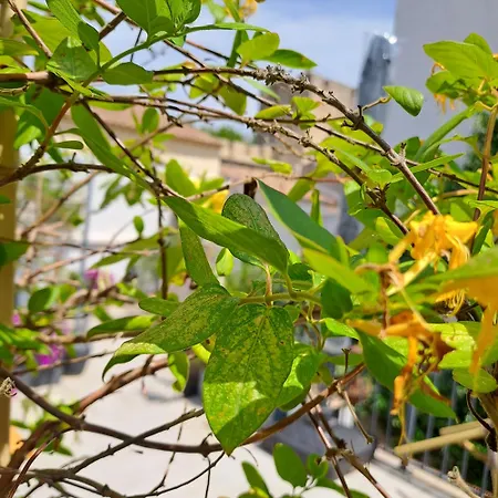 Le Petit Patio 3* Aigues-Mortes