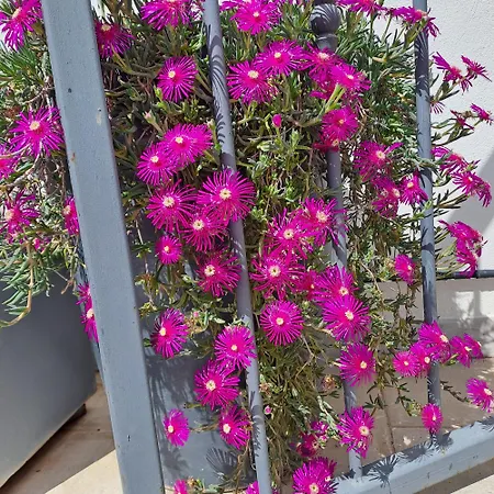 Le Petit Patio 3* Aigues-Mortes