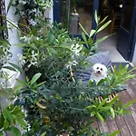 Le Petit Patio Nocleg ze śniadaniem 3*