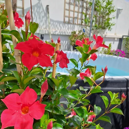 Le Petit Patio Aigues-Mortes