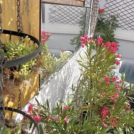 Le Petit Patio Aigues-Mortes