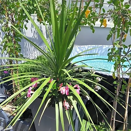 Le Petit Patio 住宿加早餐酒店 艾格-莫尔特