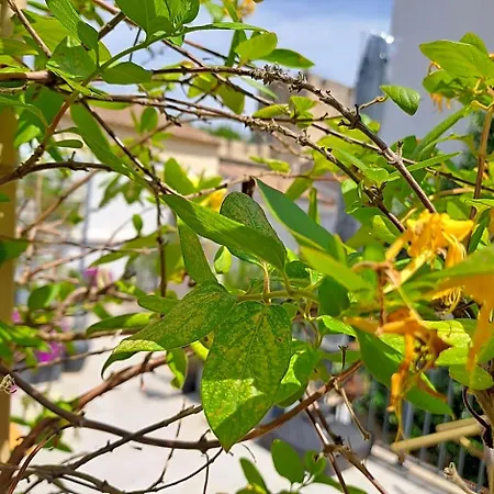 Alojamento de Acomodação e Pequeno-almoço Le Petit Patio 3*