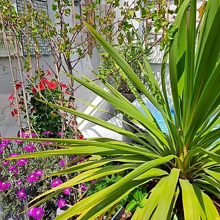 Le Petit Patio
