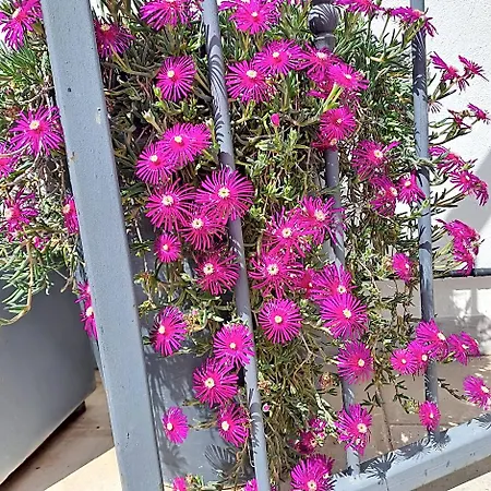 Le Petit Patio Alojamento de Acomodação e Pequeno-almoço